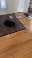 masstiktok_leaamartinezz__Iâm doing everything I can to avoid my work-rWI67s3P.mp4